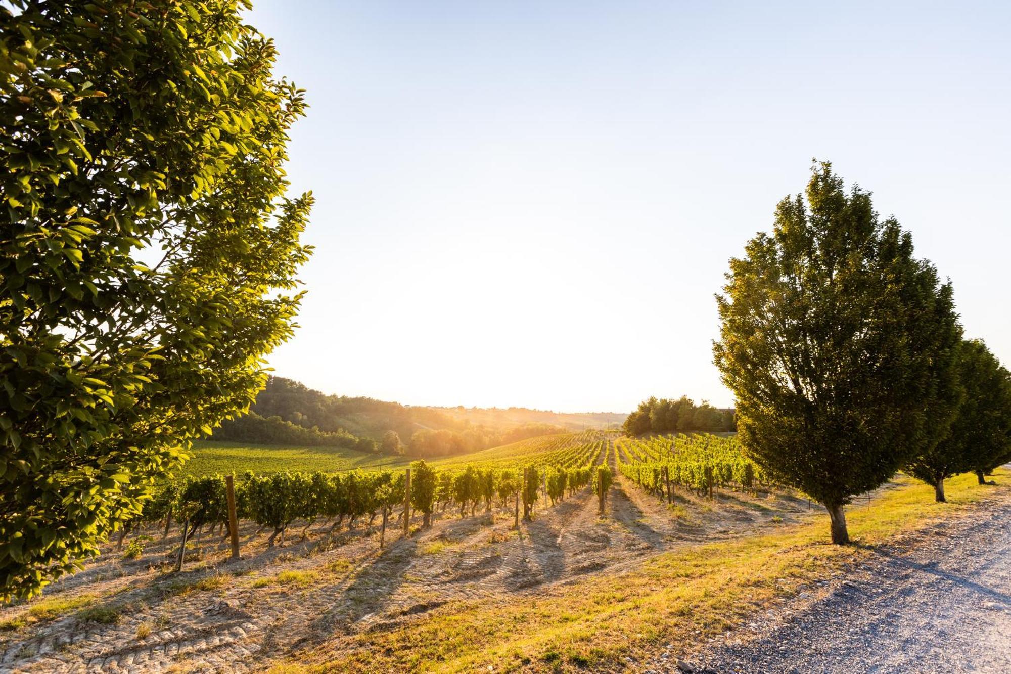 Tenuta La Meirana Gavi Extérieur photo